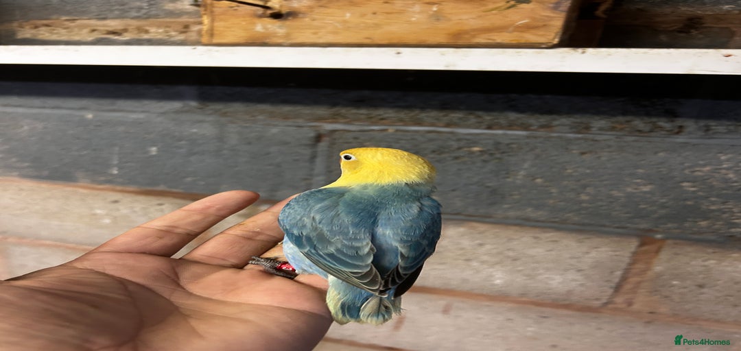 Gallery Image {{count}}