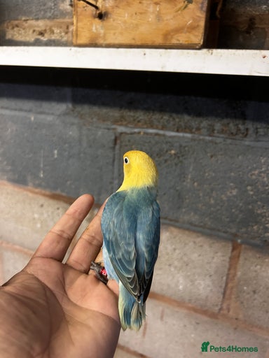 Gallery Image {{count}}