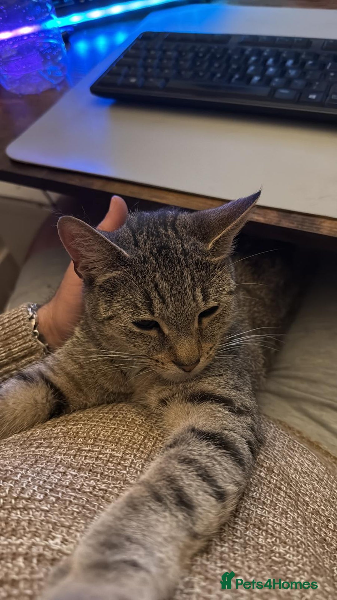 Domestic Shorthair cats for sale: Lovely Tabby Cat Looking for a Forever Home  - Advert 2