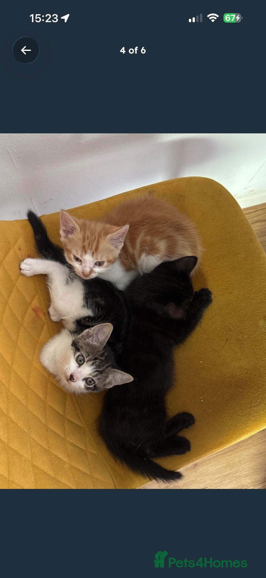 Mixed Breed cats Adorable Mixed-Breed Kittens Ready for Loving Home - Advert 6