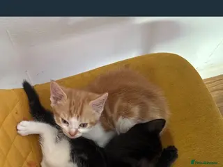 Mixed Breed cats Adorable Mixed-Breed Kittens Ready for Loving Home - Advert 6