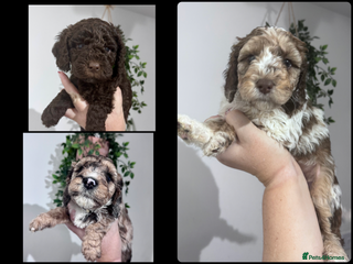 Cockapoo dogs Stunning F2b Cockapoo FULLY Health tested parents - Advert 17