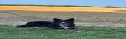 Border Collie dogs for sale: Beautiful Tri Border Collie, Experienced Home - Advert 5
