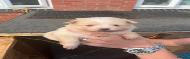 Pomeranian Puppy 2