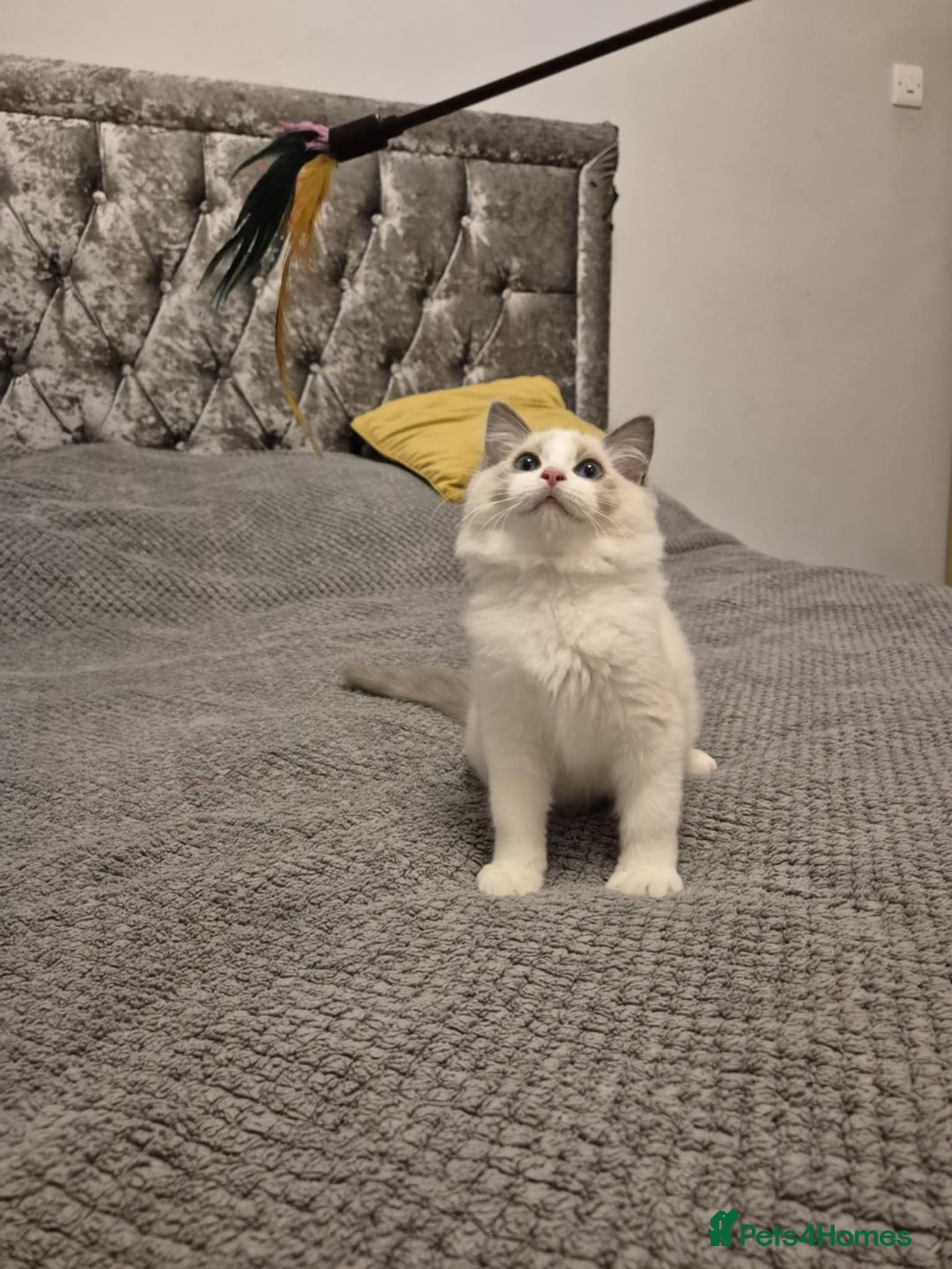 Ragdoll cats for sale: 1 Male Tica Registered Available. Ready Now - Advert 19