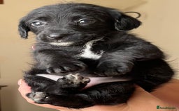 Jackapoo dogs for sale: JACKAPOO PUPPIES  in Saint Austell - Image 7