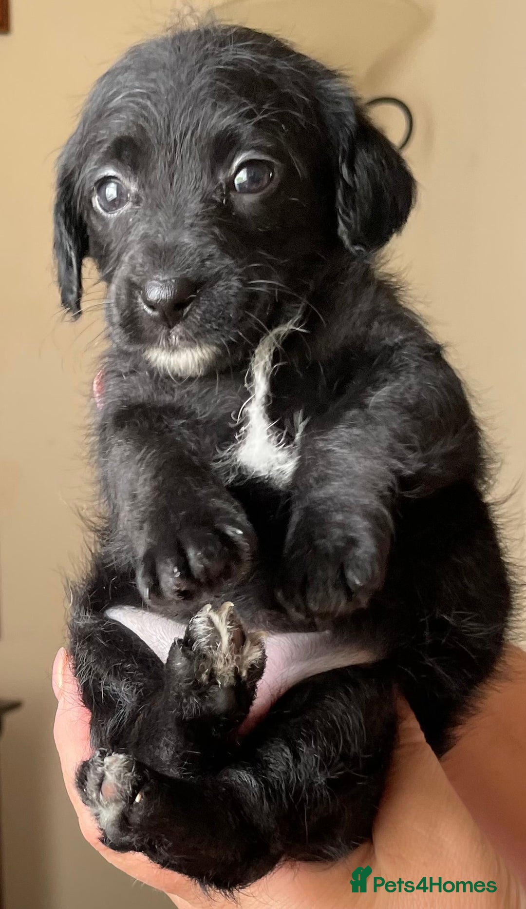 Jackapoo dogs for sale: JACKAPOO PUPPIES  in Saint Austell - Image 7