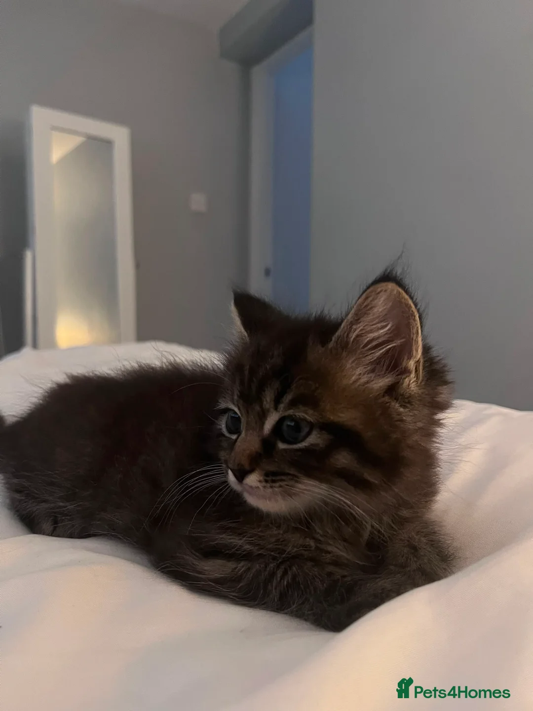 Mixed Breed cats for sale: Fluffy kittens 🫶 - Advert 7