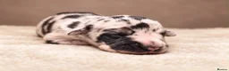 Great Dane dogs for sale: 🐾KC REGISTERED GREAT DANE PUPPIES — NORTHAMPTON🐾 - Advert 19