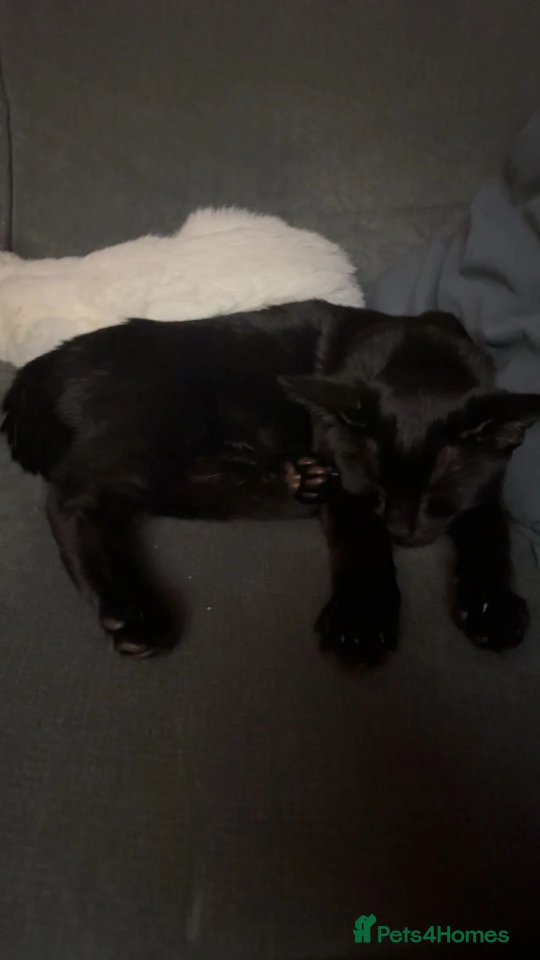 Mixed Breed cats for sale: Two 11 week old kittens in Cannock - Advert 1