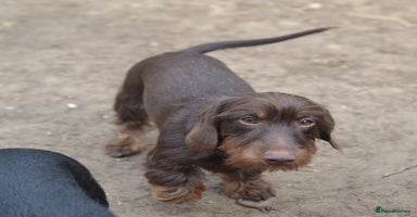 Miniature Dachshund dogs - Advert 2
