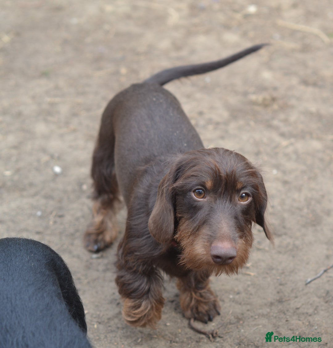 Miniature Dachshund dogs for sale: Wirehaired dachshund girl and boy - Image 4