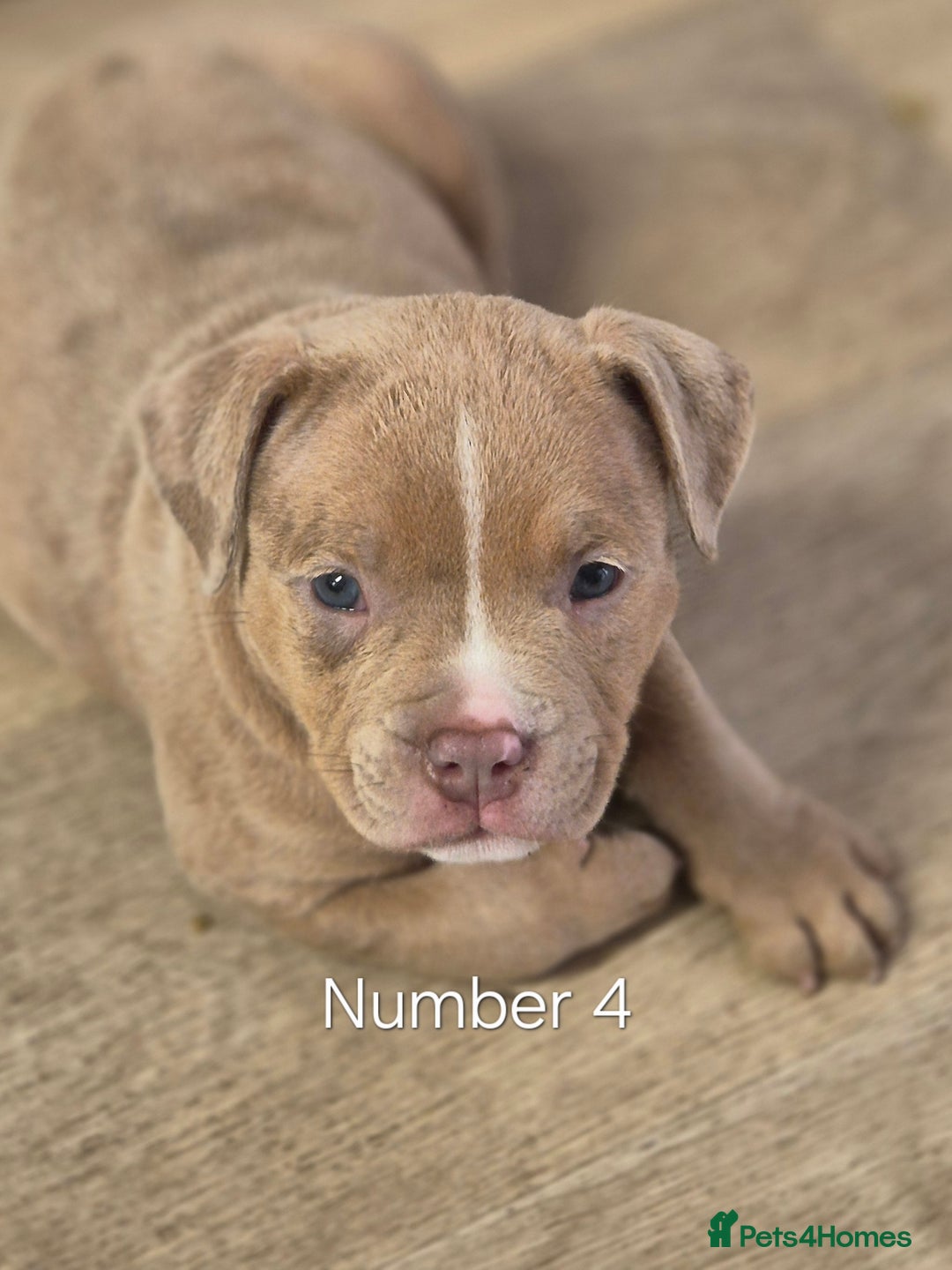 American Bully dogs for sale: Champagne, Chocolate, Merle Micro Pocket Bullys  in Wilmslow - Image 16