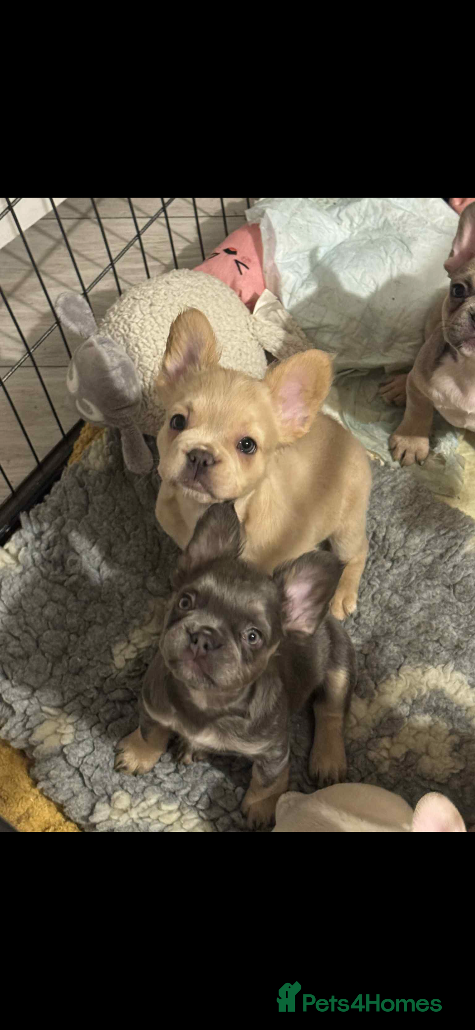 French Bulldog dogs French bulldog pups Reduced x5 available x2 fluffy - Advert 10
