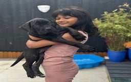 Mixed Breed dogs for sale: Last Four Mastiff pups available  - Image 40