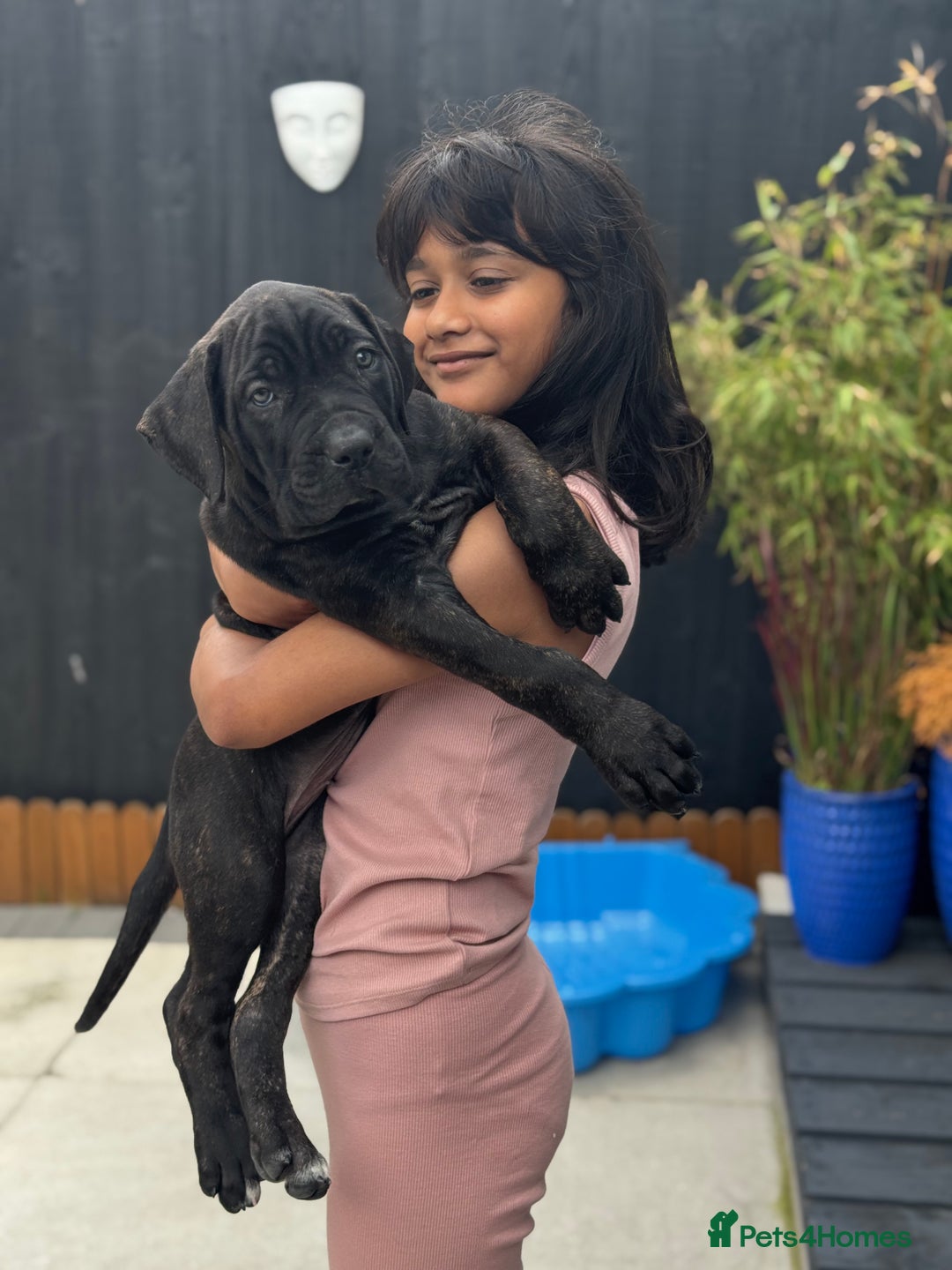 Mixed Breed dogs for sale: Last Four Mastiff pups available  - Image 40