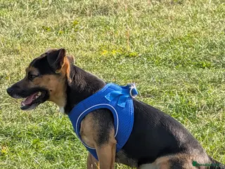 Jackshund dogs Male for Breeding - Advert 1