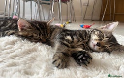 Mixed Breed cats for sale: 5 Adorable Mixed Breed Kittens - Image 31