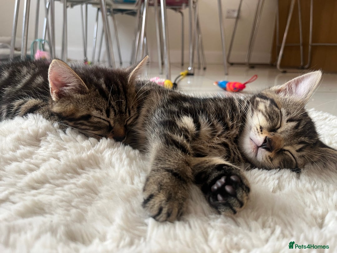 Mixed Breed cats for sale: 5 Adorable Mixed Breed Kittens - Image 31