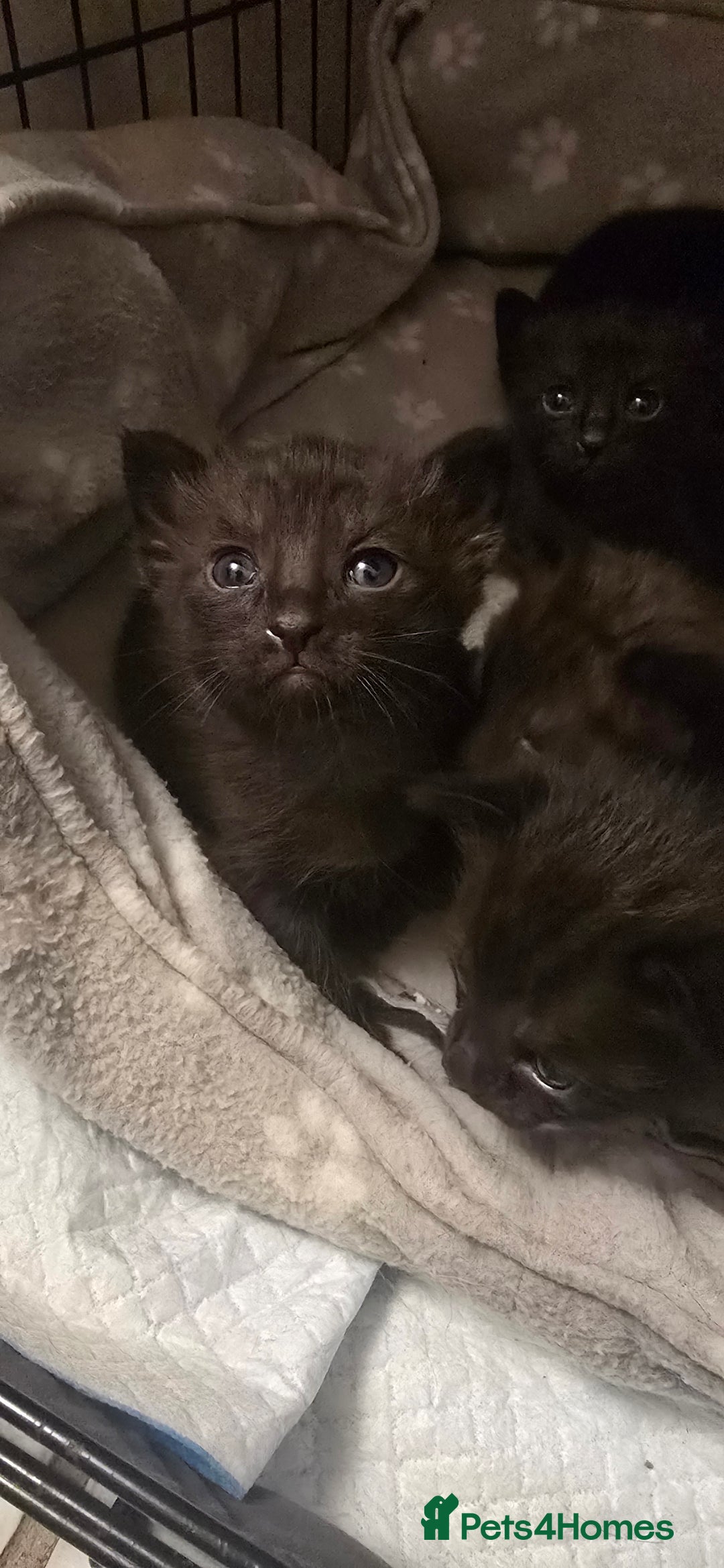 Siamese cats for sale: Siamese X British short hair *2 available  - Image 6