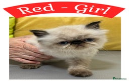 Himalayan cats for sale: Himalayan Persian Kittens  - Image 5