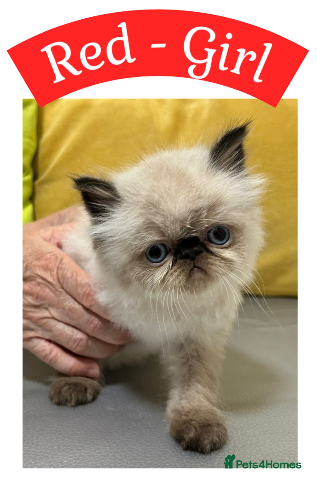 Himalayan cats for sale: Himalayan Persian Kittens  - Image 5