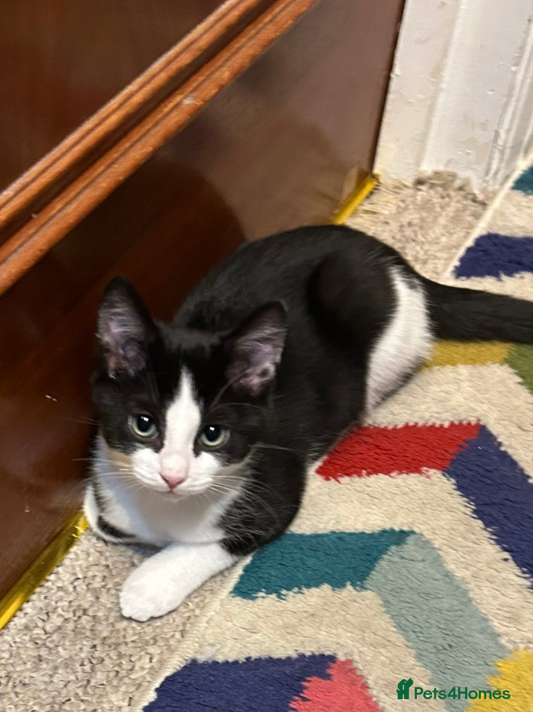 Mixed Breed cats for sale: 1 female kittens for Sale - Advert 21