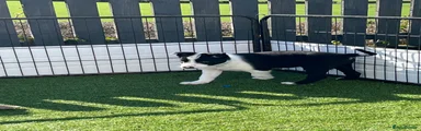 Border Collie Puppy 4