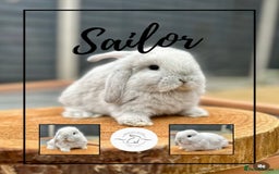 Mini Lop rabbits for sale: Mini lop bunnies looking for forever homes - Image 1