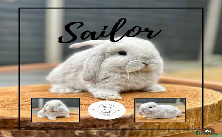 Mini Lop rabbits - Advert 1