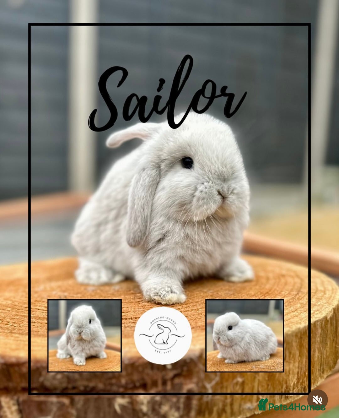 Mini Lop rabbits for sale: Mini lop bunnies looking for forever homes - Image 1