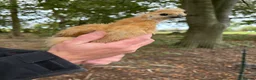 Chickens poultry for sale: Pure Silkie Chicks - Advert 4