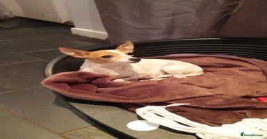 Mixed Breed dogs - Advert 3