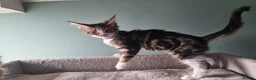 Maine Coon cats for sale: LAST 2 BEAUTYFULL KITTENS Tica Reg.!! - Advert 12