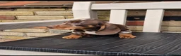 Miniature Dachshund dogs for sale: Miniature dachshunds - Advert 13