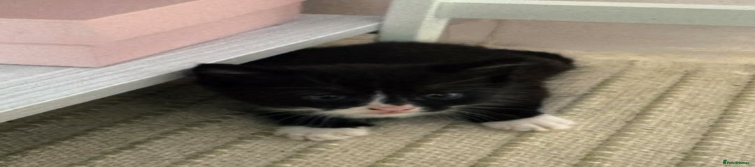 Black & White Boy - Kitten 3