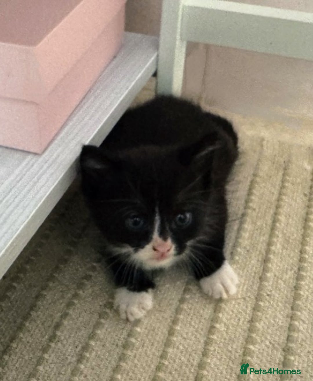 Mixed Breed cats for sale: Adorable kittens for sale - Image 4