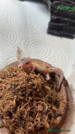 Leopard Gecko reptiles - Advert 5