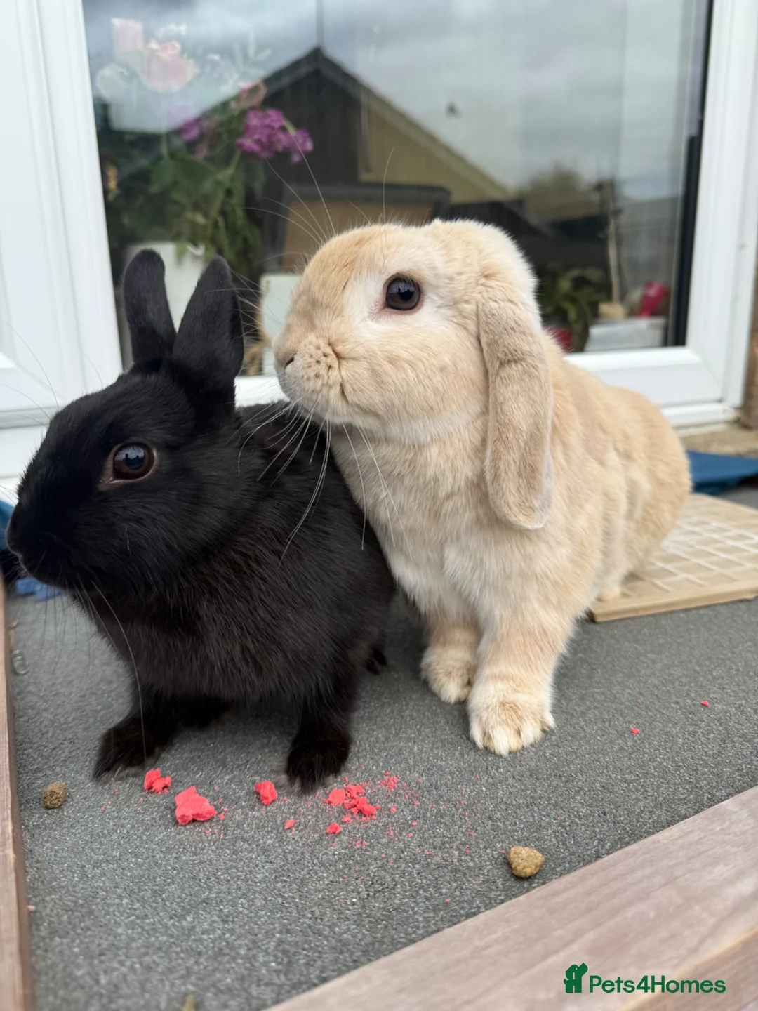 Mixed Breed rabbits for sale: Two rabbits  in Peterborough - Advert 1