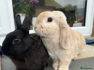 Mixed Breed rabbits Two rabbits - Advert 1