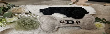 Cockapoo Puppy 5