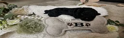 Cockapoo dogs for sale: Beautiful F1B blue merle miniature poodle  - Advert 4