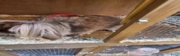 Lionhead rabbits for sale: Male looking for new home - Advert 5