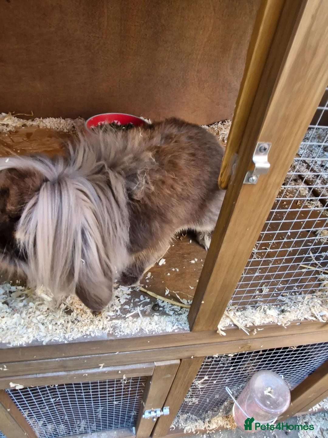Lionhead rabbits for sale: Male looking for new home - Advert 5