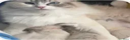 Ragdoll cats for sale: Female ragdoll kitten  - Advert 4