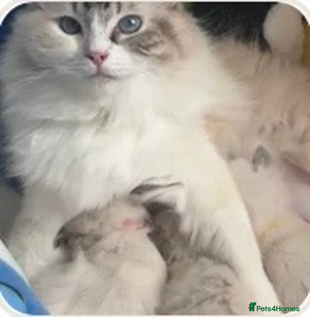 Ragdoll cats for sale: Female ragdoll kitten  - Advert 4