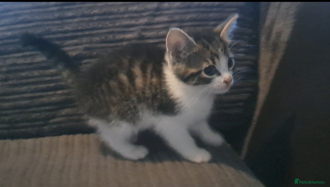 Mixed Breed cats for sale: 7 gorgeous kittens READY NOW - Image 21