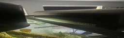Gecko reptiles for sale: Pair of Tokay Geckos and set up in Redditch - Advert 5