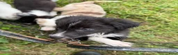 Border Collie dogs for sale: Last 2 now reduced! B&W male and female - Advert 7