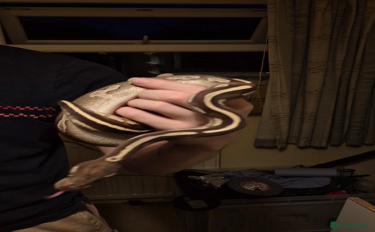Python Snake reptiles - Advert 1